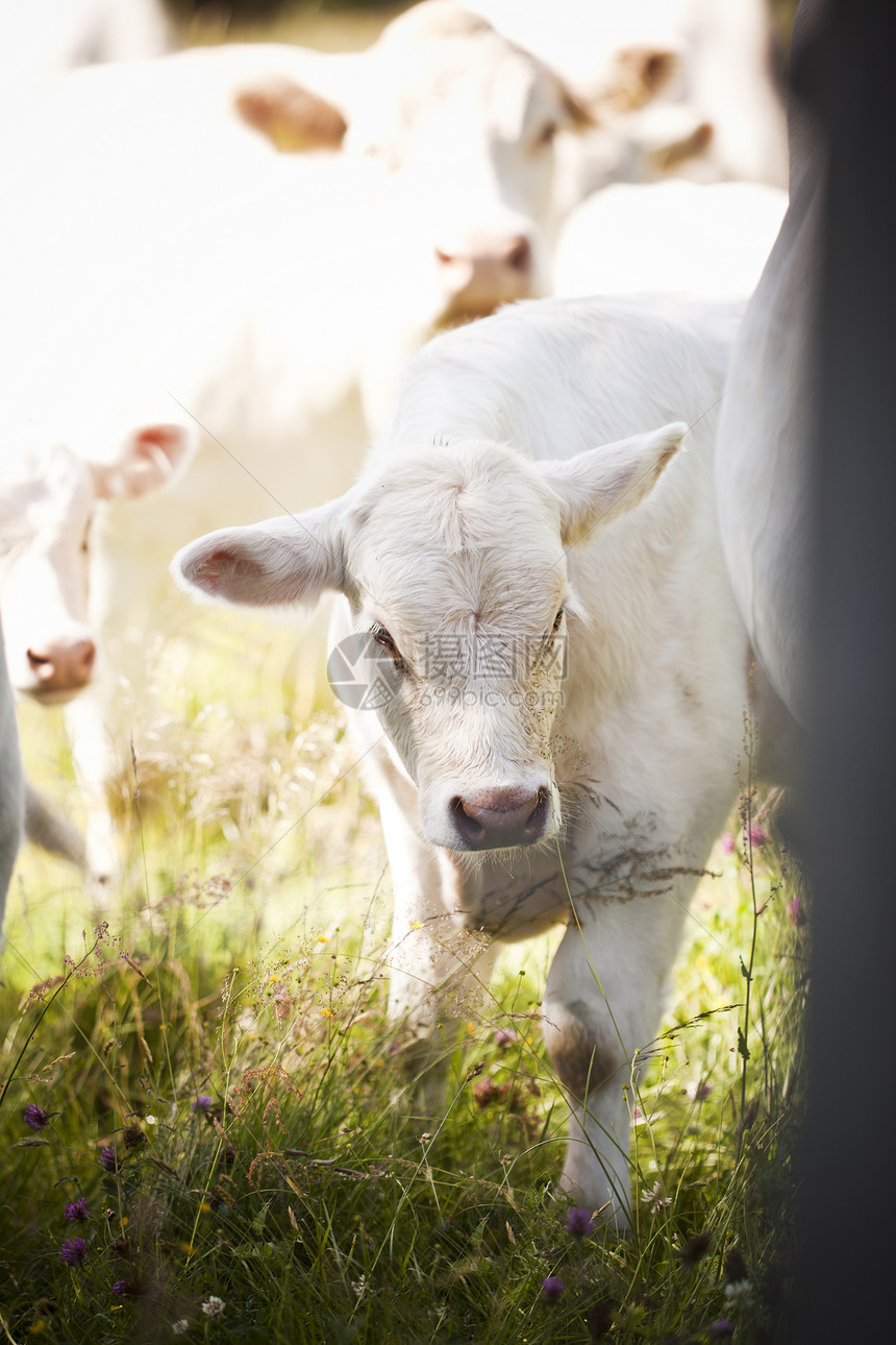 白奶牛牛肉农场黑色园景动物晴天文化白色家牛农业图片
