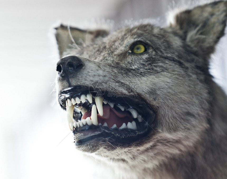愤怒的狼犬类动物牙齿哺乳动物灰狼嘴巴前景摄影图片
