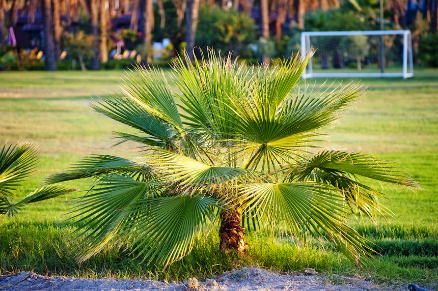 绿草上的棕榈树气候风景衬套阳光椰子草地情调叶子绿色棕榈图片