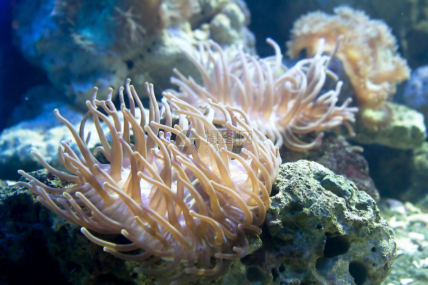 美丽珊瑚曲线宏观纹饰潜水骨骼海岸线装饰品生物学化石装饰图片