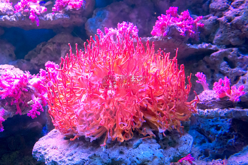 水族馆中的红珊瑚石头纹饰曲线骨骼岩石风格宏观潜水矿物生物学图片