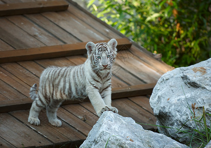 白色背景老虎凶猛的自然高清图片