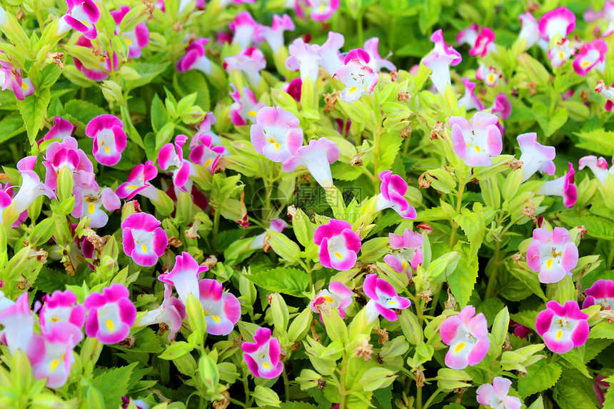 园中花朵叶子绿色花园阳光黄色美丽粉色紫色花瓣红色图片