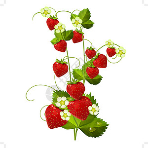 草莓荒野白色背景上隔离的草莓绘画叶子水果插图荒野食物生长浆果红色衬套插画