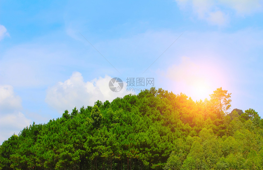 松林林太阳山毛榉绿色生长环境小路树干植物森林树木图片