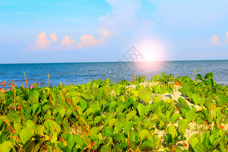 中华沙滩石头椰子情调蓝色血管海岸线海景冲浪热带游艇高清图片