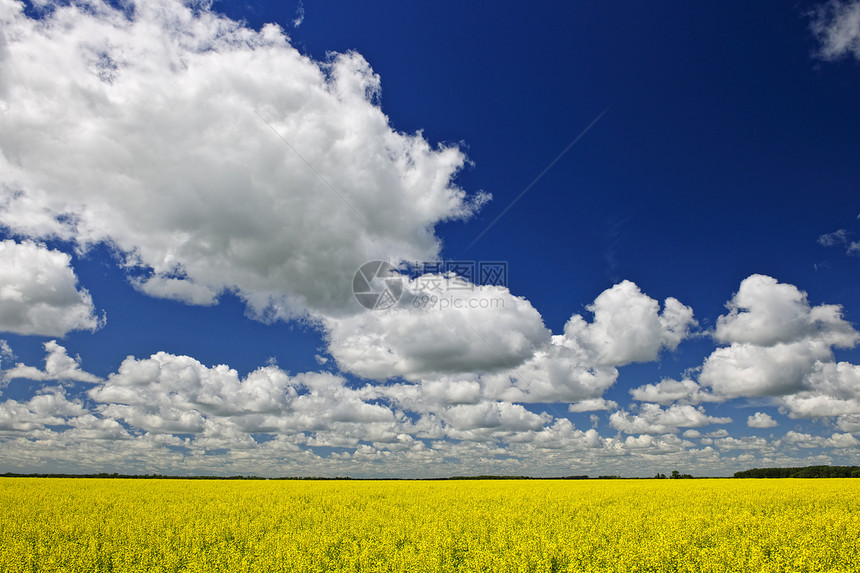 Canola 字段收成天空生长乡村草地农作物多云农场植物草原图片