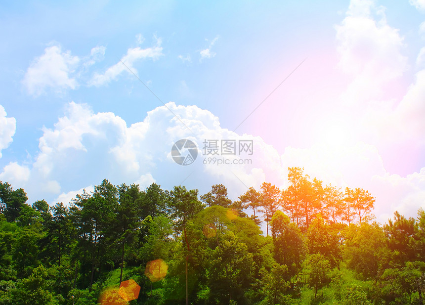 松林林叶子天空场景木头荒野地平线山脉风景草地蓝色图片