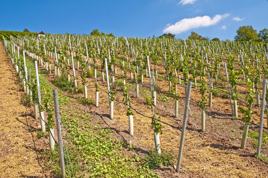 葡萄园酒厂季节风景收成生长农场蓝色国家爬坡天空图片