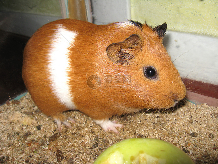 美丽的棕色蛋白饼豚鼠眼睛宠物宏观毛皮鼻子白色哺乳动物耳朵黑色图片