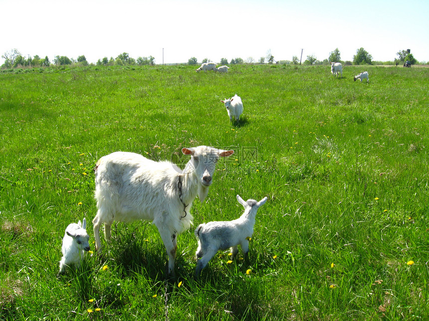 山羊和在牧场上的孩子婴儿农业胡须畜牧业幼兽母鹿牛奶假期动物群草原图片