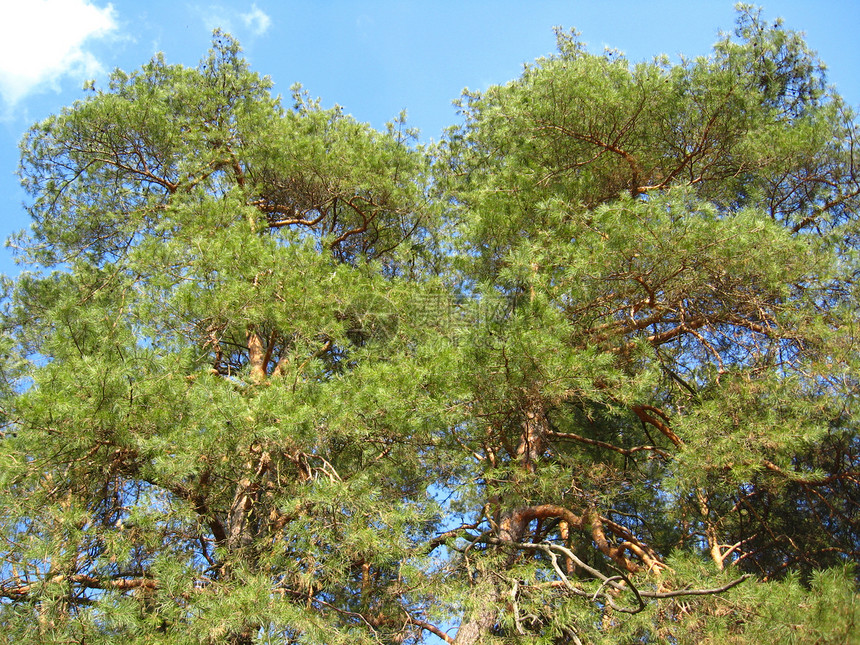 年轻松树的分支生活空气太阳叶子树干森林绿色季节天空木头图片