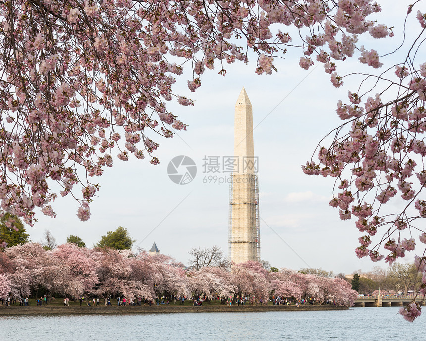 樱桃花和华盛顿纪念纪念碑节日地震季节潮汐旅行框架建筑学直流电修理维修图片