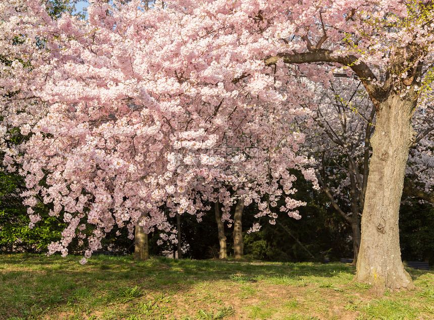 详细图片 日本樱花花花和树图片