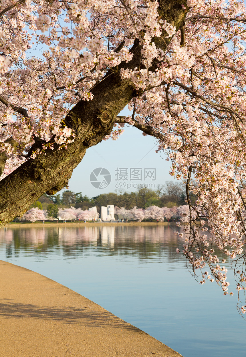 详细介绍日本樱花花花宏观晴天花朵国王纪念碑节日人行道阳光枝条牛奶图片