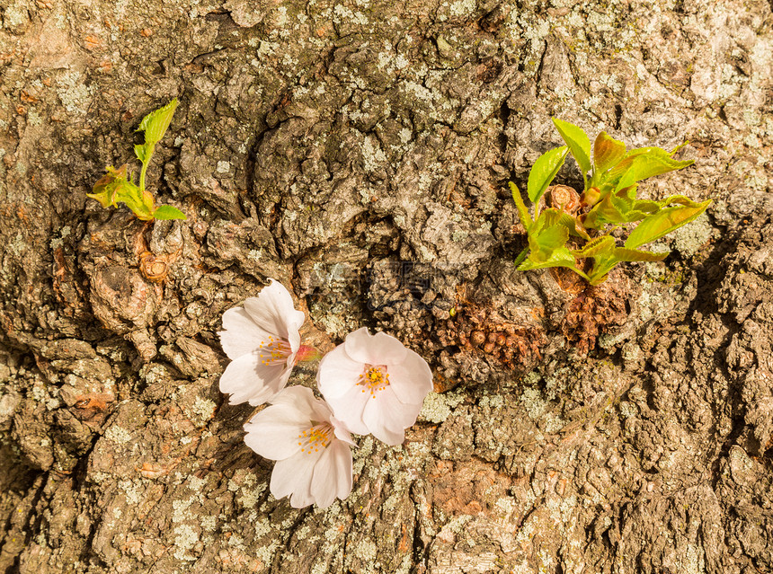 日本樱花花花的宏观照片详细集图枝条白色三重奏树干直流电节日晴天粉色阳光树叶图片