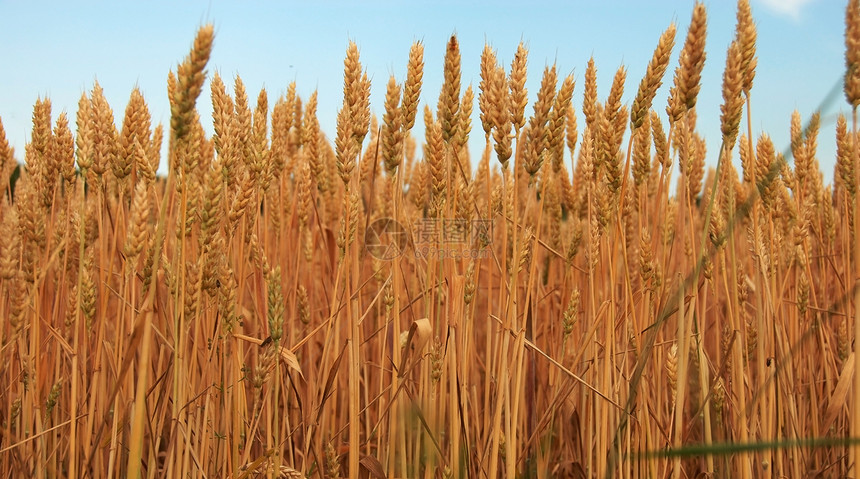 小麦田蓝色种植麸质植物粮食收成农业场地食物谷物图片