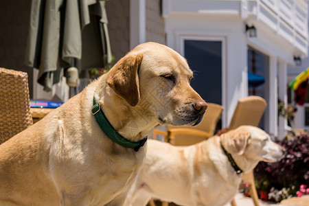 拉布拉多团队世界生活阳光犬类动物乐趣检索太阳衣领背景图片