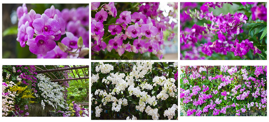 美丽的兰花热带植物花束花园装饰紫色植物学农村背景植物群图片