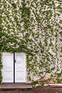 绿色过度生长的房屋和白色门高清图片
