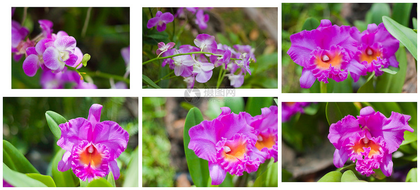 美丽的兰花植物群环境紫色农村装饰热带花瓣背景叶子花束图片