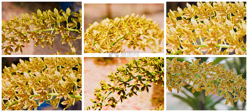 美丽的兰花紫色植物群热带背景花束风格植物学花园花瓣叶子图片