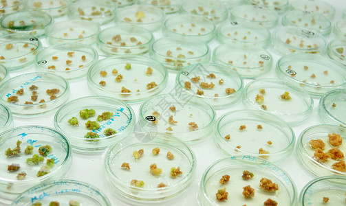 遗传遗传工程生长生物微生物自然实验科学生理配种实验室管子背景