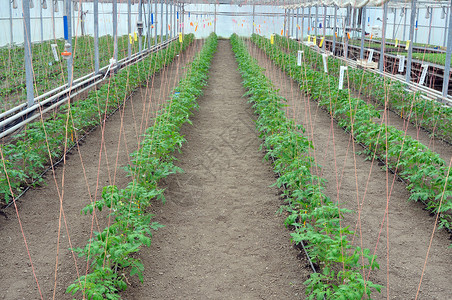 温室西红柿生物科学遗传蔬菜配种生长实验种子植物学生理背景图片