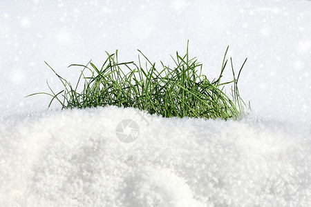 雪绒草雪上的青草背景