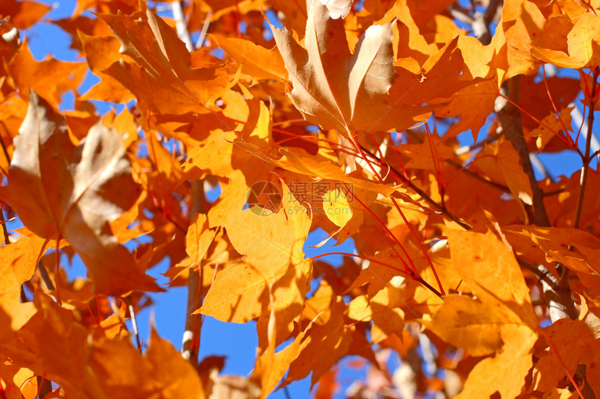 秋天的树叶生长森林不对称金子结构橙子植被植物枝条阳光图片