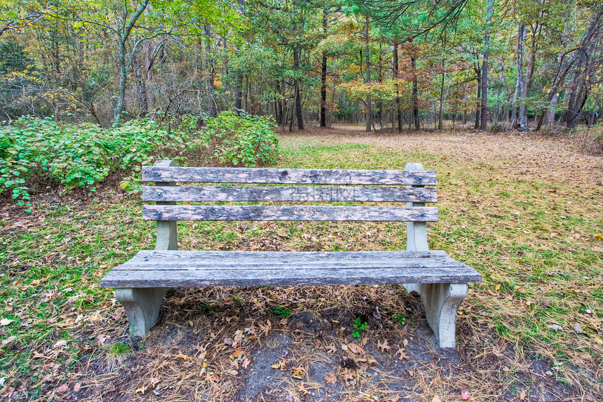 森林中的法官树木叶子家具长凳荒野民众长椅公园木头风景图片