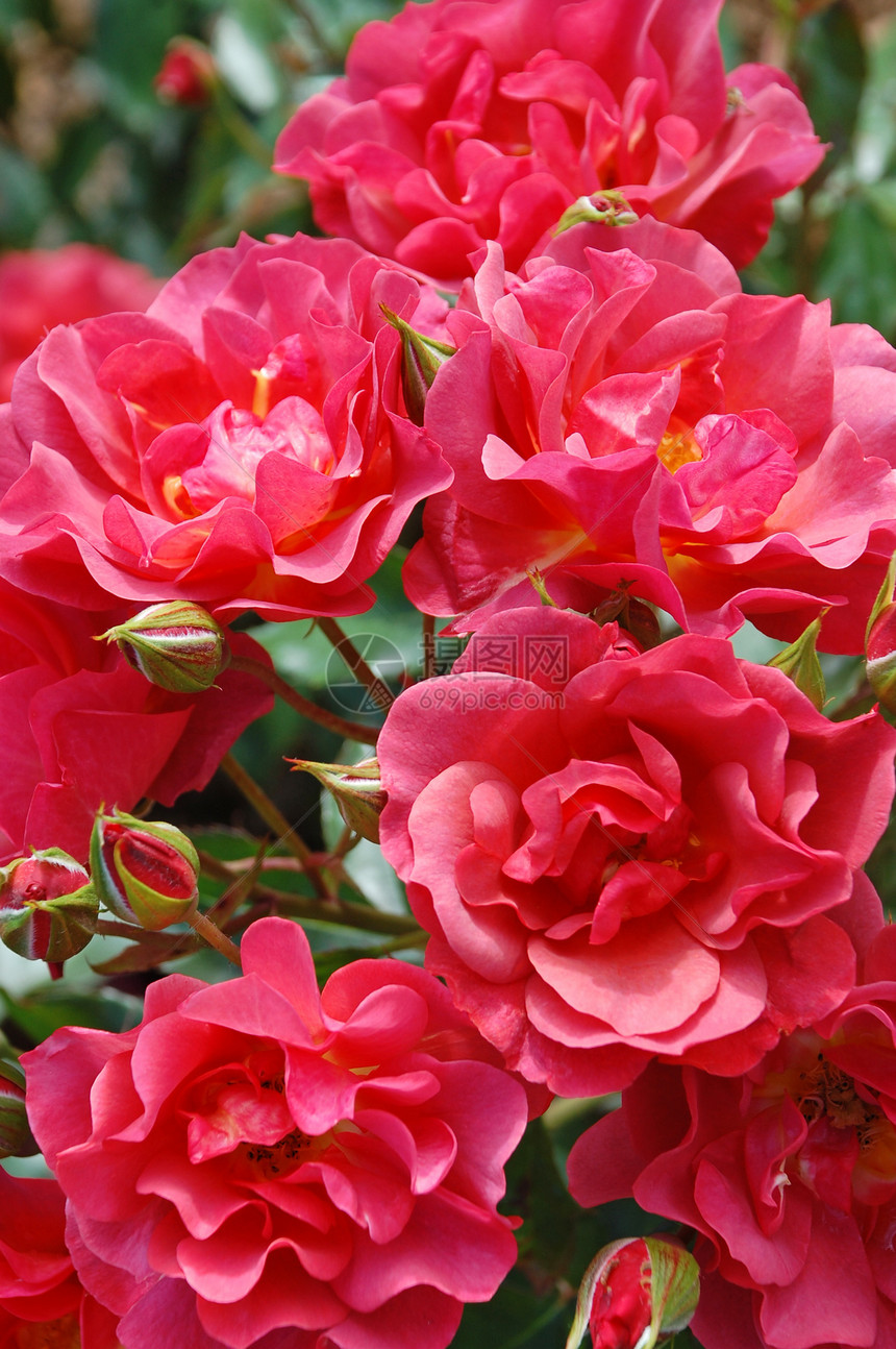 粉红玫瑰花花植物荆棘花朵花瓣花园花束粉色图片