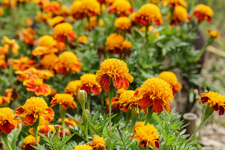 橙花花金盏花园艺宏观绿色弹簧草地花瓣叶子橙子植物高清图片