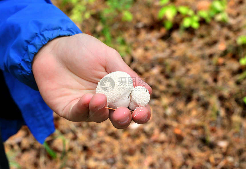 手持蘑菇毒菌植物森林危险白色菌盖图片