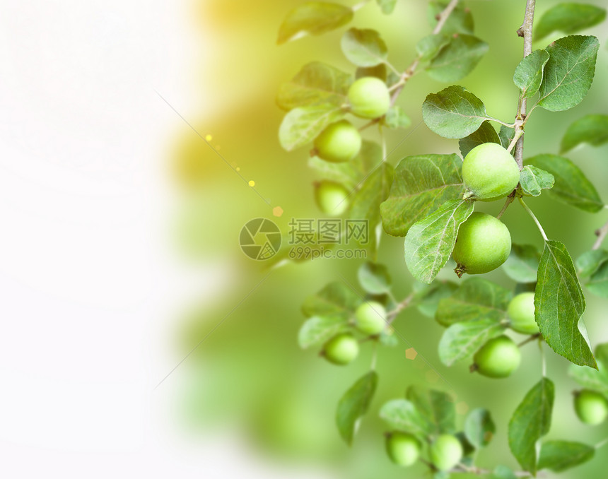 成长中的苹果 拼贴晴天水果光束框架植物园艺天空叶子阳光食物图片