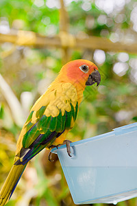 蓝黄色Macaw金刚鹦鹉翅膀绿色情调动物群鸟舍荒野蓝色异国团体背景图片