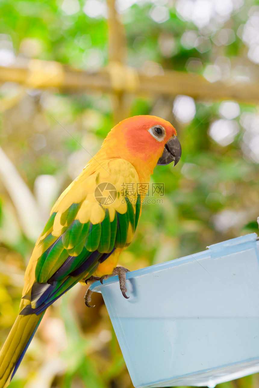 蓝黄色Macaw异国情调荒野栖息羽毛动物群鹦鹉团体绿色尾巴图片