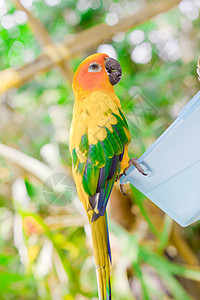 蓝黄色Macaw尾巴热带异国鸟类蓝色荒野红色翅膀鹦鹉栖息背景图片