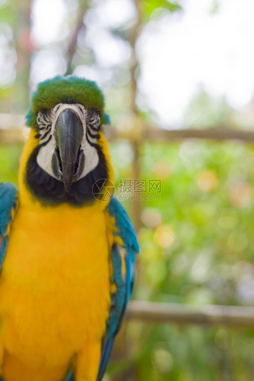 蓝黄色Macaw羽毛团体红色异国鹦鹉绿色情调荒野鸟舍鸟类图片