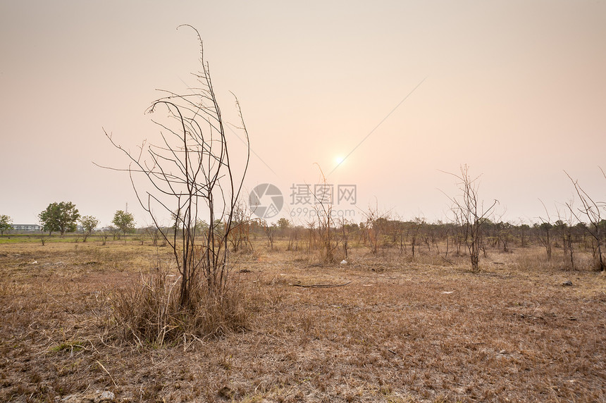 日落时在田地上植树天空环境绿色地面太阳地球羊皮纸场地荒野季节图片