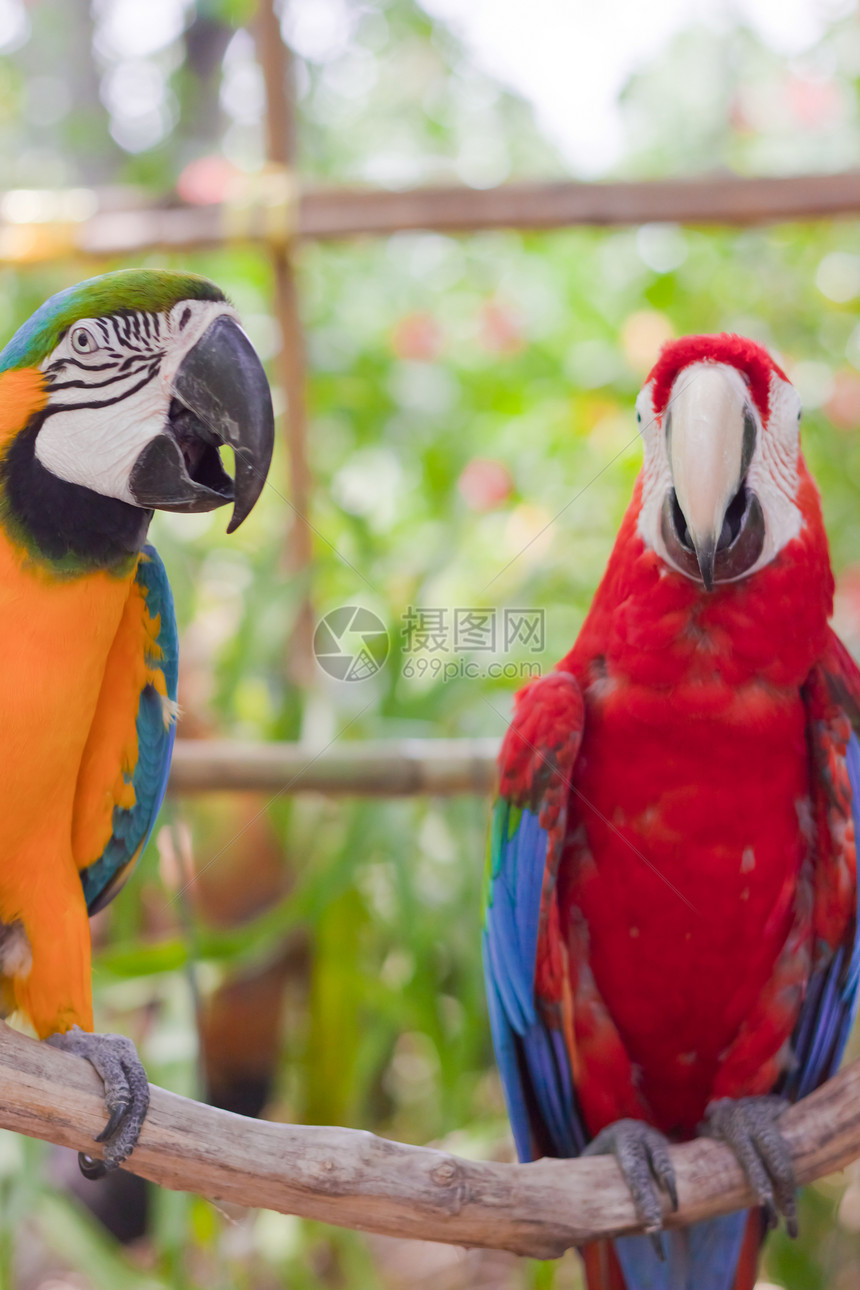 蓝黄色Macaw羽毛情调绿色红色异国鸟舍鹦鹉荒野金刚鹦鹉热带图片