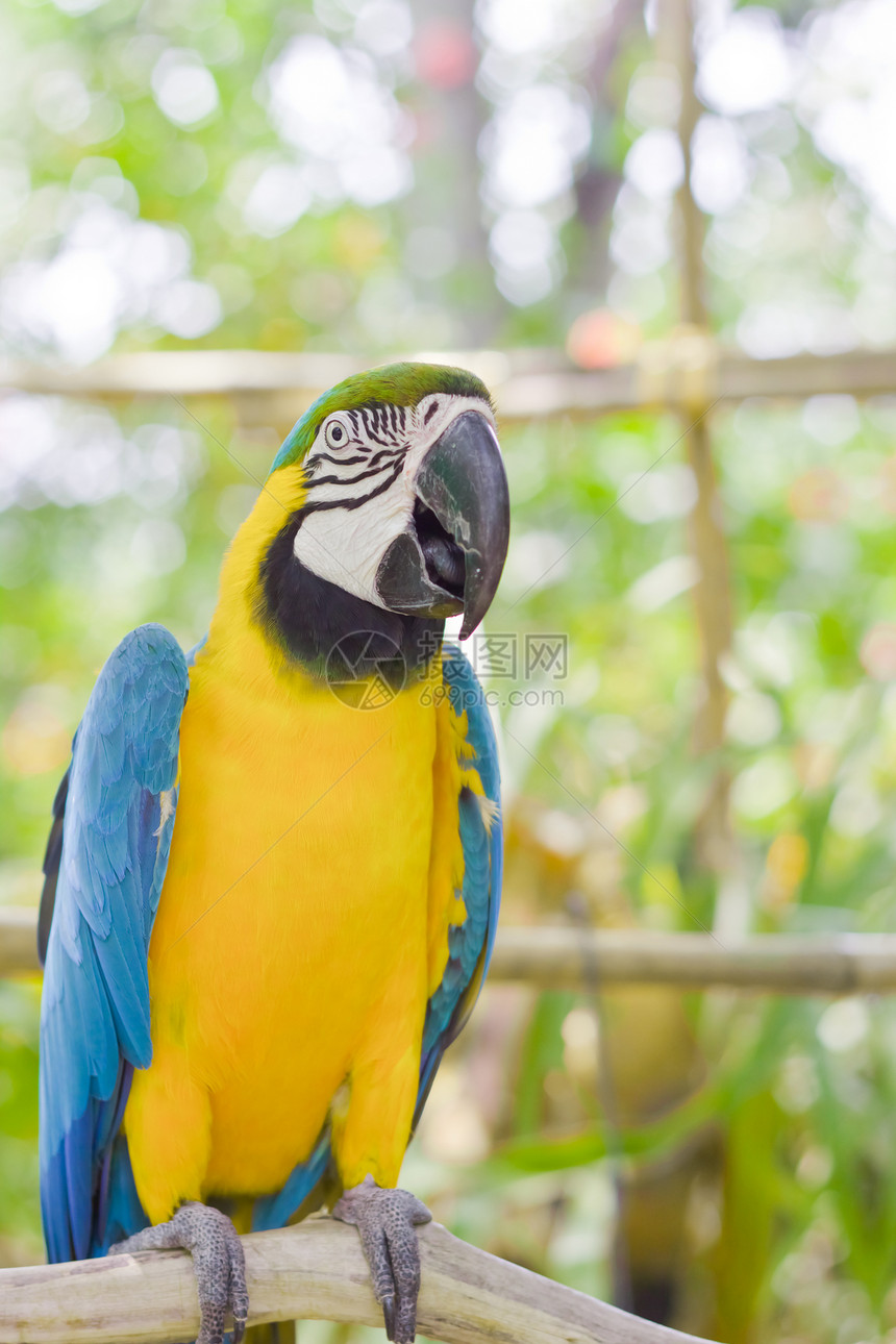 蓝黄色Macaw绿色鸟类翅膀尾巴团体羽毛热带栖息红色鸟舍图片