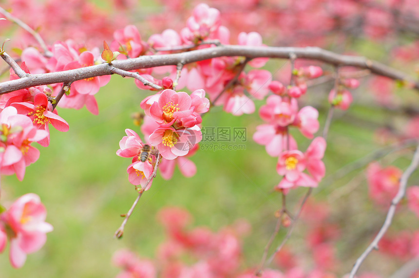 桃花开紫红色水果丫头衬裙季节迷你裙天空花瓣生长植物图片