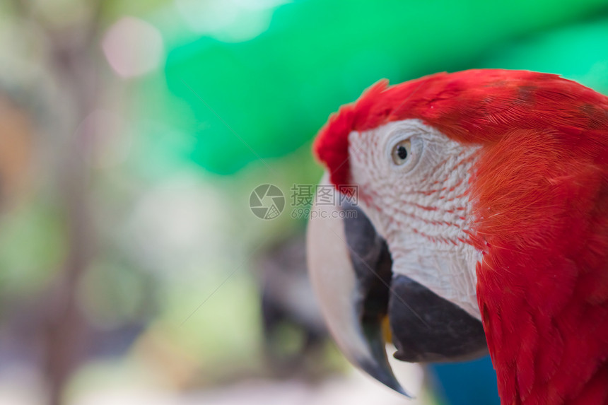 蓝黄色Macaw栖息异国红色蓝色团体情调金刚鹦鹉鸟舍动物群荒野图片
