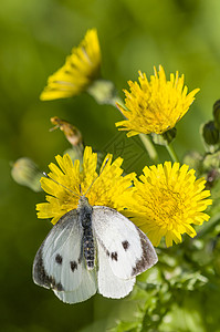 黄花上的大白蝴蝶白色草地黄色鳞翅目背景图片