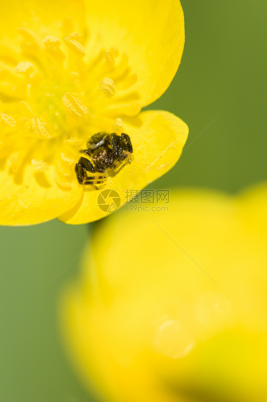 黄花上的黑螃蟹蜘蛛植物捕食者宏观黄色绿色打猎花瓣昆虫图片