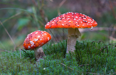 苔苗中有两个蘑菇高清图片