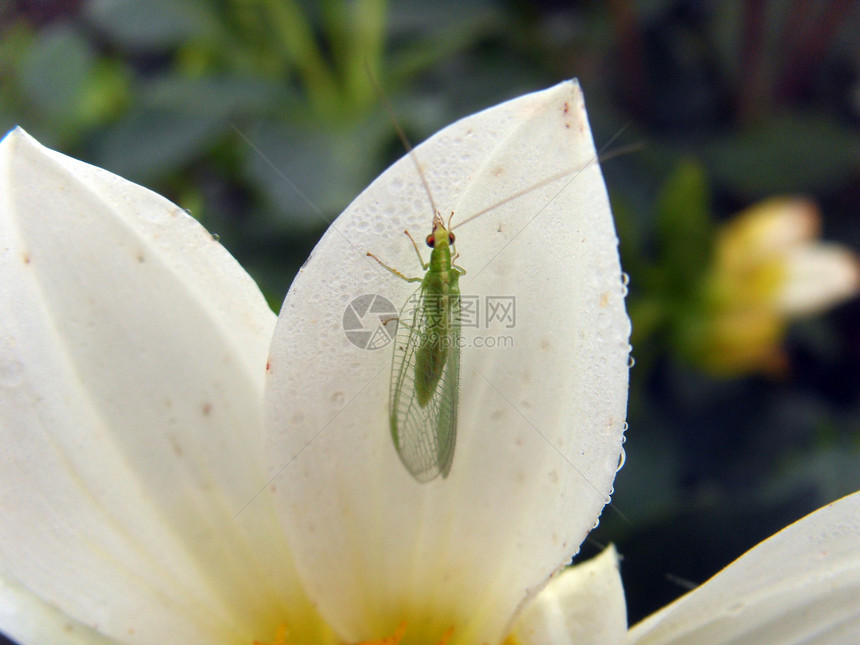 白达伊拉花上的绿昆虫图片