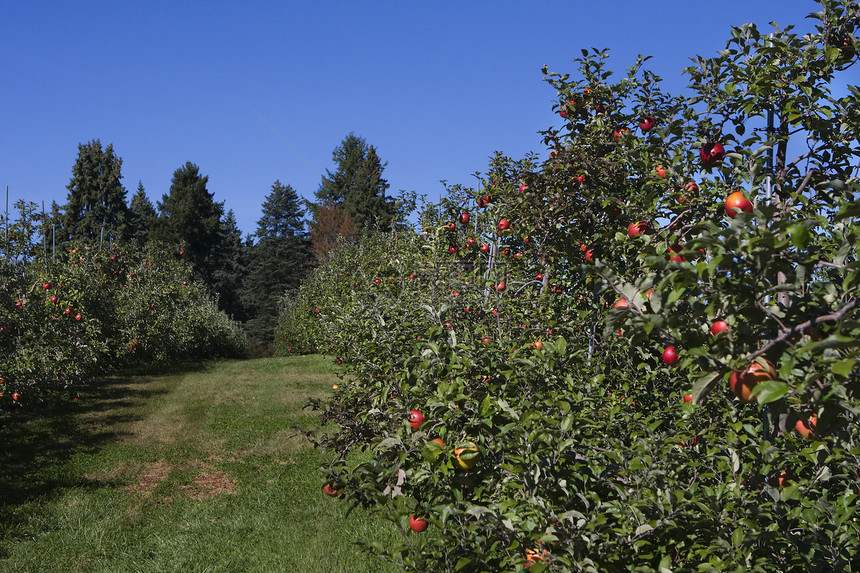 苹果果园字段中充满苹果叶子生长收成园艺农场生产晴天植物花园食物图片