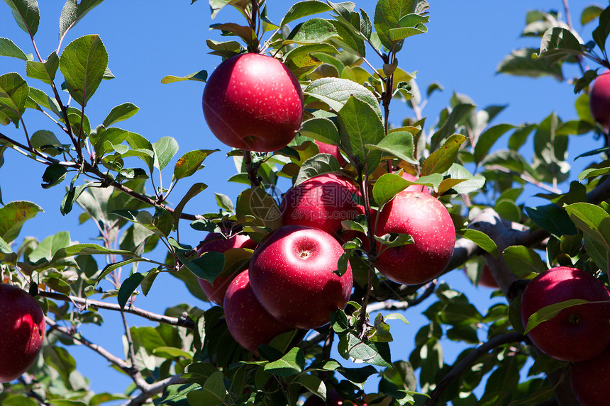红苹果和蓝色天空的分支季节植物水果美食晴天园艺生产农场叶子果园图片